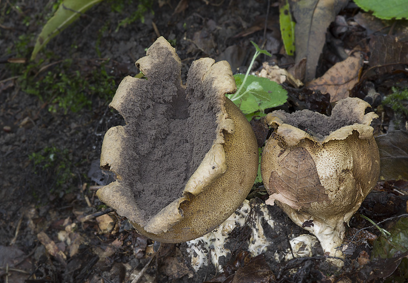 Scleroderma verrucosum